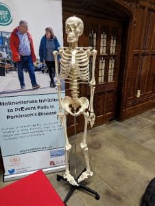 A plastic skeleton model standing next to a poster describing of the CHIEF-PD study.